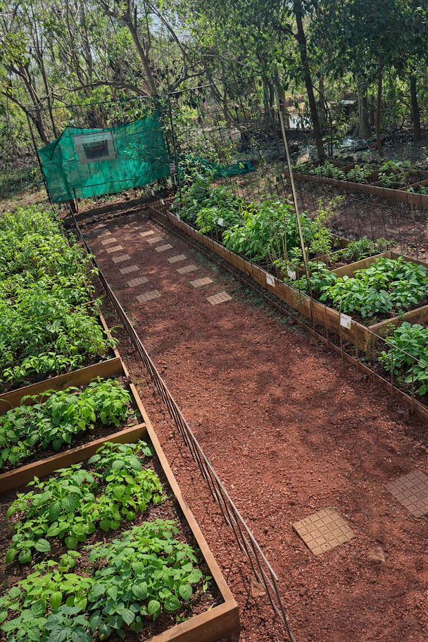 Tulsi Garden (12 Sacred Varieties)