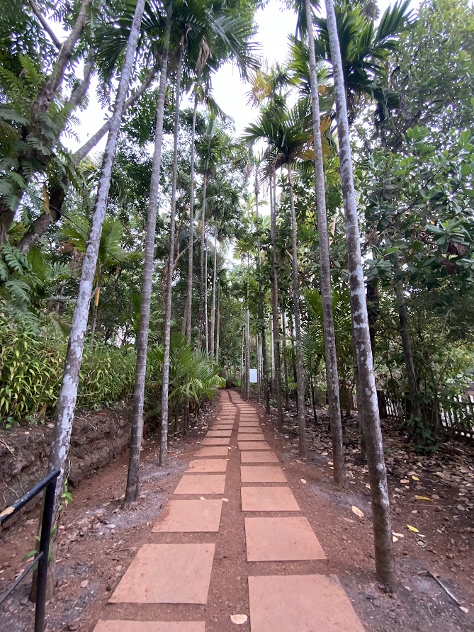 Tree Harvesting (Supari and Coconut)